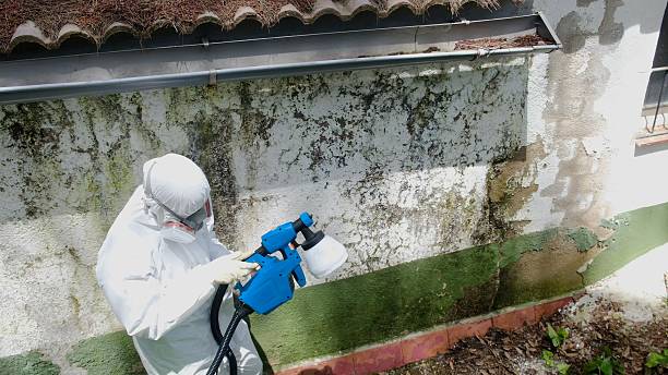 Top rated local Mold Inspection And Testing specialists in Rockwood, TN